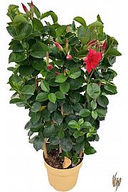 Dipladenia Sundaville Ø17 špalir