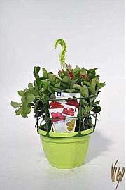 Dipladenia Sundaville Ø23 privjesak