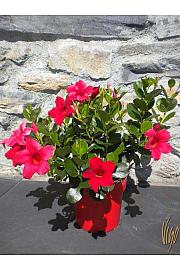 Dipladenia Mandevilla/Sundaville Ø14