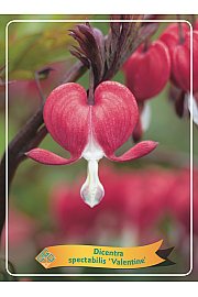 Dicentra spectabilis Valentine Ø11