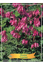 Dicentra Formosa Luxuriant Ø11