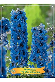 Delphinium Sky Blue White Bee Ø11