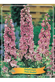 Delphinium Pink Shades Ø11