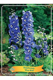 Delphinium Blue Bird Ø11