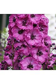 Delphinium Astolat Ø11