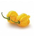 Čili Yellow Devil (Scotch Bonnet) Ø10,5