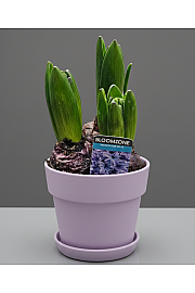 ČEBULICE HIACINTE 3 PP; Ø12