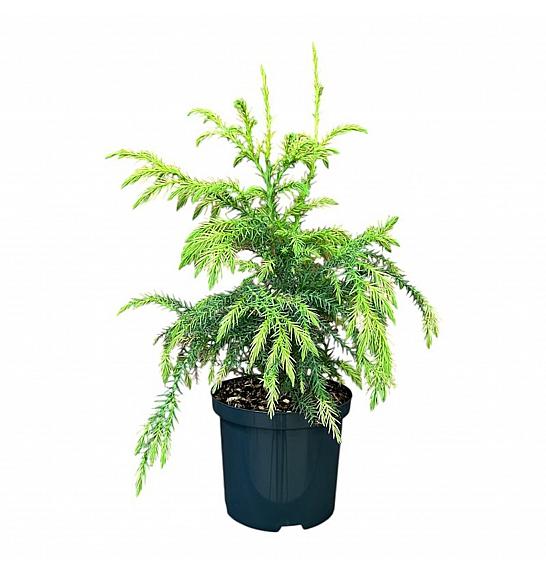 Cryptomeria japonica Sekkan C2,5 Lit. 25-30 cm