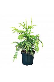 Cryptomeria japonica Sekkan C2,5 Lit. 30-40 cm
