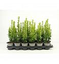 Cryptomeria japonica Green Pearl G.A. Ø9