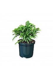 Cryptomeria japonica Globosa nana C2.5 Lit. 15-20 cm