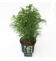 Cryptomeria japonica Elegans Viridis C2.5 lit. 30-40 cm