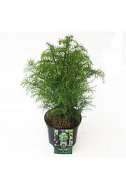 Cryptomeria japonica Elegans Viridis C2.5 lit. 30-40 cm