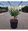 Cryptomeria japonica Dinger C4 Lit. 20-30 cm