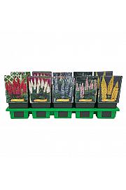 Lupinus mix Ø11