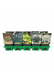 Hosta mix Ø11