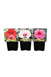 Hibiscus mix C5 Lit.