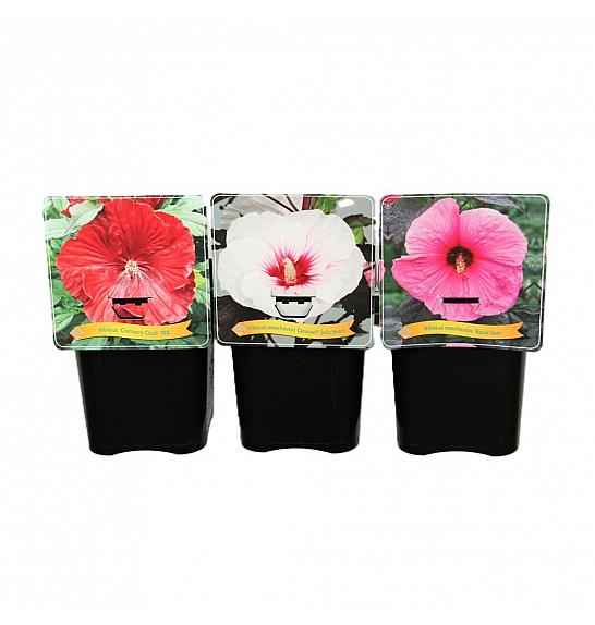Hibiscus mix C5 Lit.