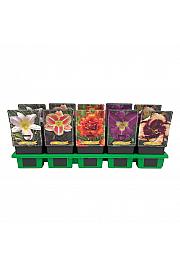 Hemerocallis mix Ø11