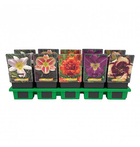Hemerocallis mix Ø11