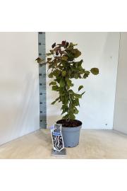 Corylus avelana Red Majestic C7,5 Lit. 80-100 cm