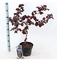 Corylus avelana Red Majestic C10 Lit. Na stabljici 100 cm