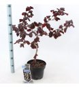 Corylus avelana Red Majestic C10 Lit. Na steblu 100 cm