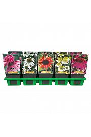 Echinacea mix Ø11
