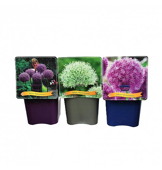 Allium mix C5 Lit.