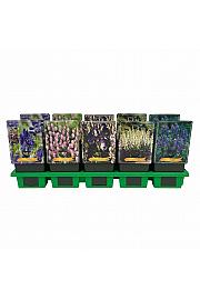 Aconitum mix Ø11