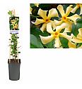Trachelospermum jasminoides Star of Toscane PBR C2,5 Lit. 40-60 cm