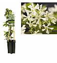 Trachelospermum jasminoides C1,5 Lit. 30-40 cm