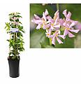Trachelospermum asiaticum Pink Air C2,5 Lit. 40-60 cm
