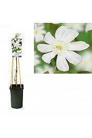 Clematis Wadas Primrose C2,5 Lit. 40-60 cm