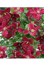 Clematis viticella Vitiwester® C1,5 Lit. 30-40 cm