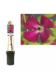 Clematis viticella Rubra C2,5 Lit. 40-60 cm
