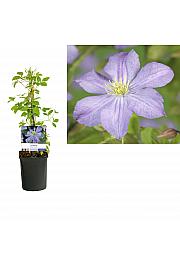 Clematis hybrid Prince Charles C1 Lit. 20-30 cm