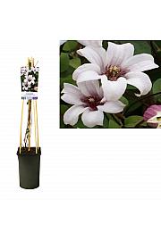 Clematis hybrid Princess Kate C2,5 Lit. 40-60 cm