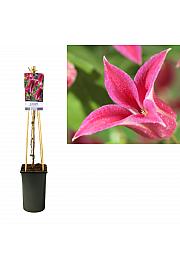 Clematis hybrid Princess Diana C2,5 Lit. 40-60 cm