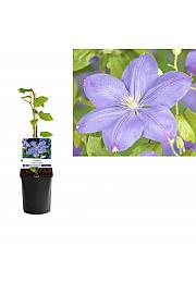 Clematis hybrid Mrs. Cholmondeley C1 Lit. 20-30 cm