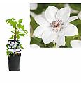 Clematis hybrid Miss Bateman C1 Lit. 20-30 cm