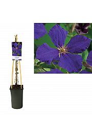 Clematis hybrid Jackmanii C2,5 Lit. 40-60 cm