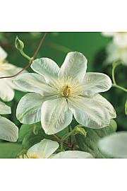 Clematis hybrid Guernsey Cream C1,5 Lit. 30-40 cm