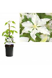 Clematis hybrid Destiny C1 Lit. 20-30 cm
