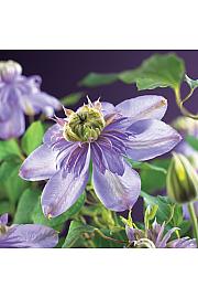 Clematis hybrid Blue Light PBR C1 Lit. 20-30 cm