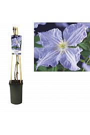 Clematis hybrid Blue Angel C2,5 Lit. 40-60 cm