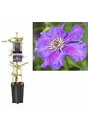 Clematis hybrid Ashva C1,5 Lit. 30-40 cm