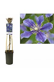 Clematis hybrid Arabella C2,5 Lit. 40-60 cm