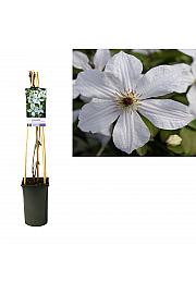 Clematis Forever Friends PBR C2,5 Lit. 40-60 cm