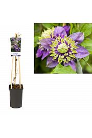 Clematis florida Taiga PBR C2,5 Lit. 40-60 cm
